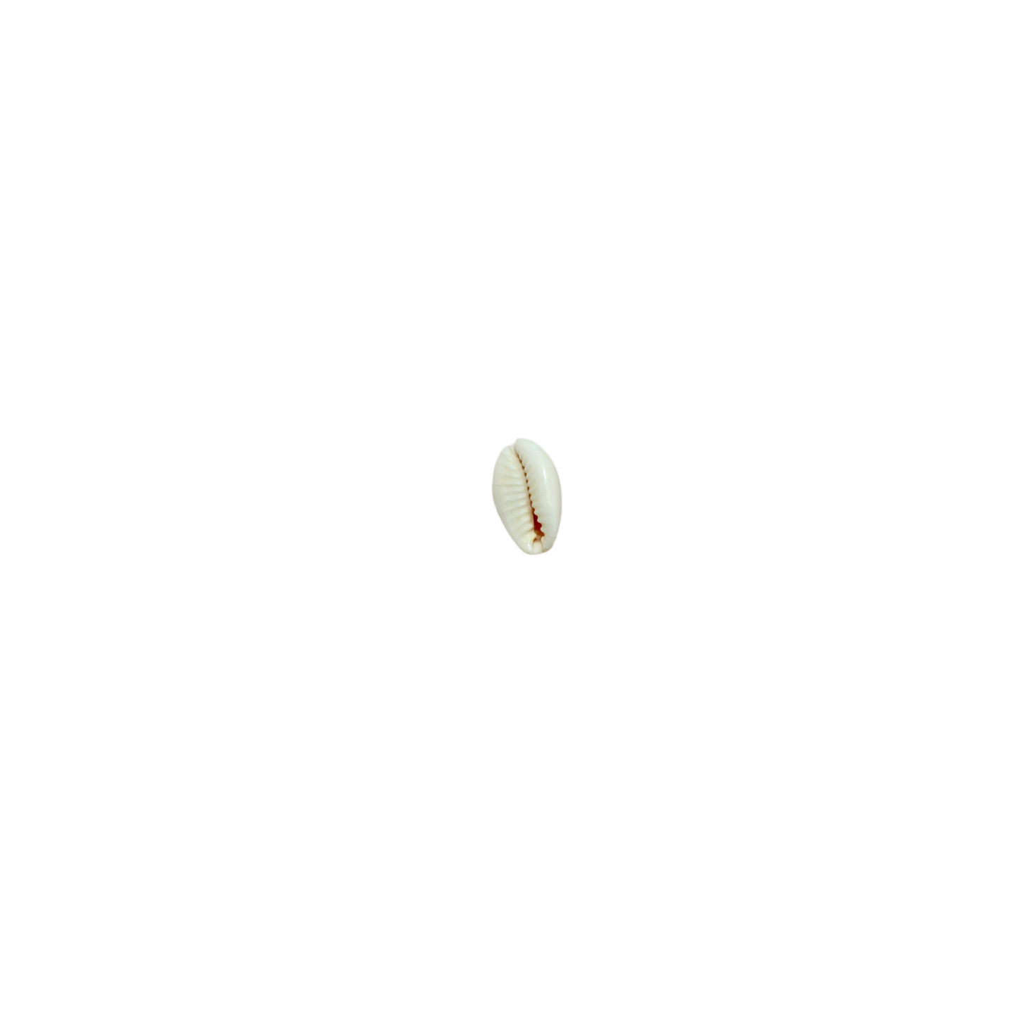 Charms coquillage